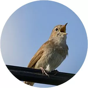 Common nightingale