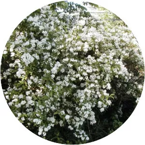 Common ninebark - Plants