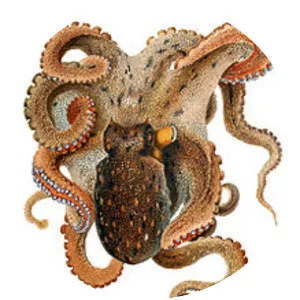 Common octopus