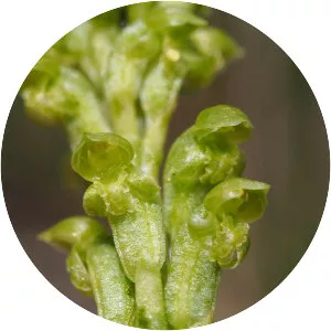 Common onion orchid - 