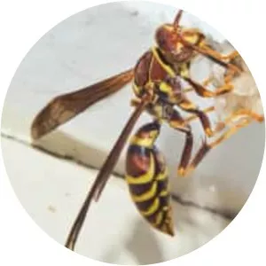 Common paper wasp