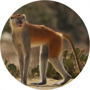 Common patas monkey