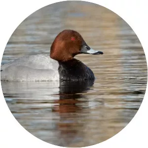 Common pochard