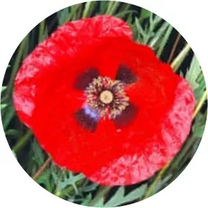 Common poppy