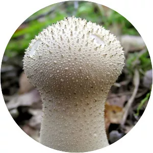 Common puffball