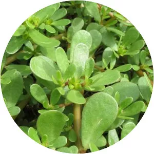 Common Purslane - Plants
