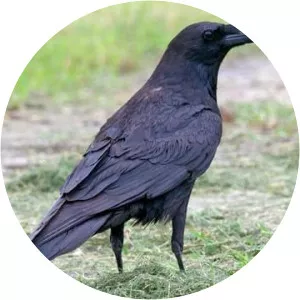 Common raven