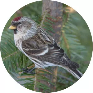 Common redpoll