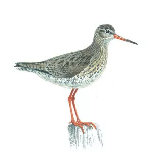 Common redshank