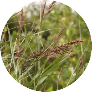 Common reed - Plants