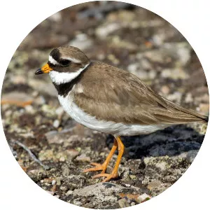 Common ringed plover