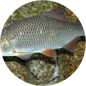 Common roach photograph