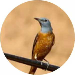 Common rock thrush - Birds