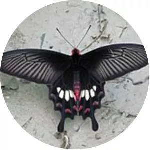 Common rose - Insect