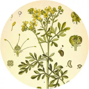 Common rue