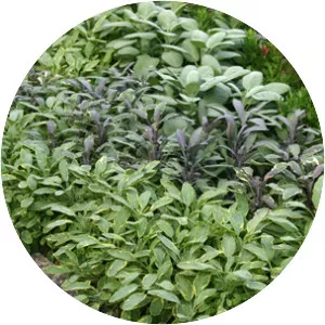 Common sage - Plants