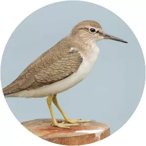 Common sandpiper - Bird