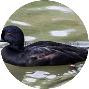 Common scoter