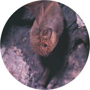 Common sheath-tailed bat