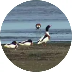 Common shelduck - Birds
