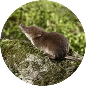 Common shrew