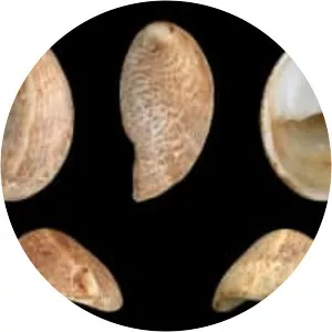 Common slipper shell