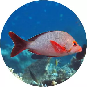 Common snappers - Fish