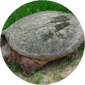 Common snapping turtle