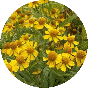 Common sneezeweed