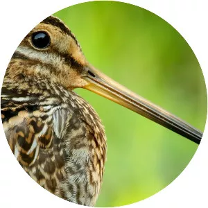 Common snipe