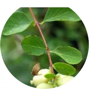 Common snowberry