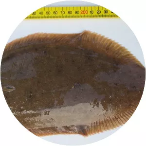 Common sole