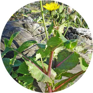 Common sowthistle