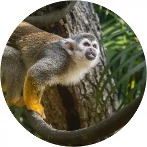 Common squirrel monkey