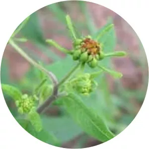 Common St. Paul's Wort - Plants