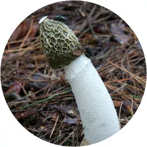 Common stinkhorn