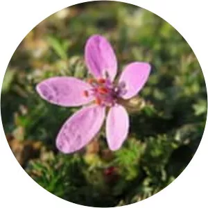 Common stork's-bill - Plants