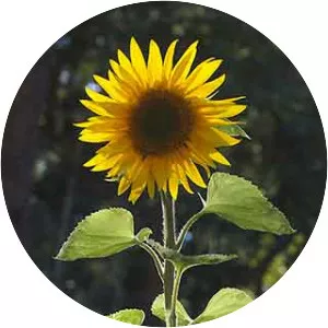 Common sunflower