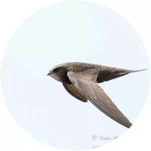 Common swift