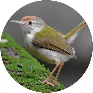 Common tailorbird
