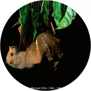 Common tube-nosed fruit bat - Animal
