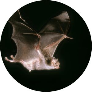 Common vampire bat photograph