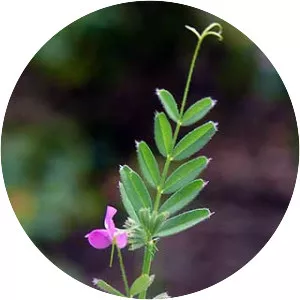Common Vetch - Plants