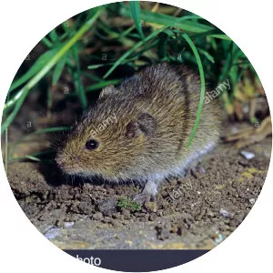 Common vole