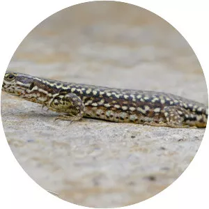Common wall lizard