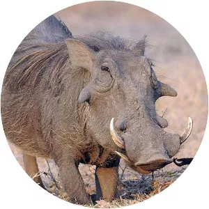 Common warthog