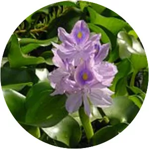 Common water hyacinth