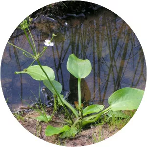 Common water-plantain