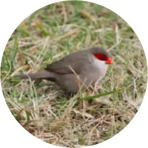 Common waxbill
