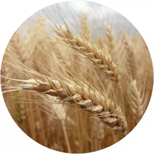 Common wheat